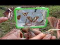 hunting butterfly,colorful butterfly,grass lizard,skink,stick insect,wood insec,black milipede