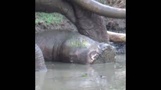 Tusk Elephant With Injured Leg | 足を負傷した牙ゾウ | Save Tuskers | ناب الفيل مع ساقه المصابة #Shorts