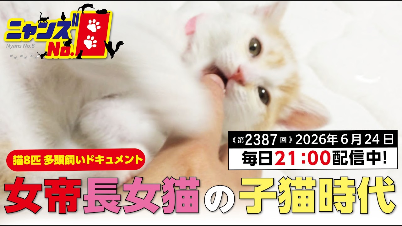 ねこ 2387: The Empress's Kittenship - YouTube