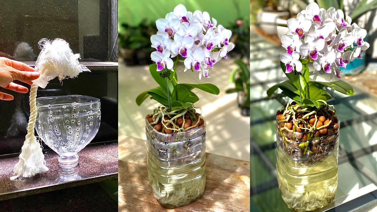 Неожиданно расти таким образом Орхидеи растут быстро и имеют много цветов.