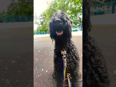 #kerryblueterrier #bella #керри #dog #керриблютерьер #собака #кудряшка