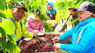 Pizcadores De California Nos Vienen Alludar Acosechar Las CEREZAS 🍒 Amigos