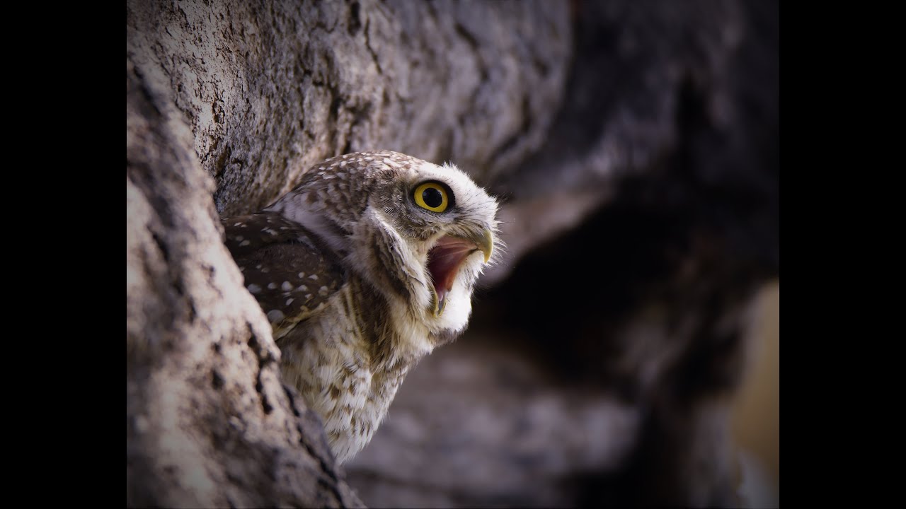 Screeching Call (Spotted Owlets)