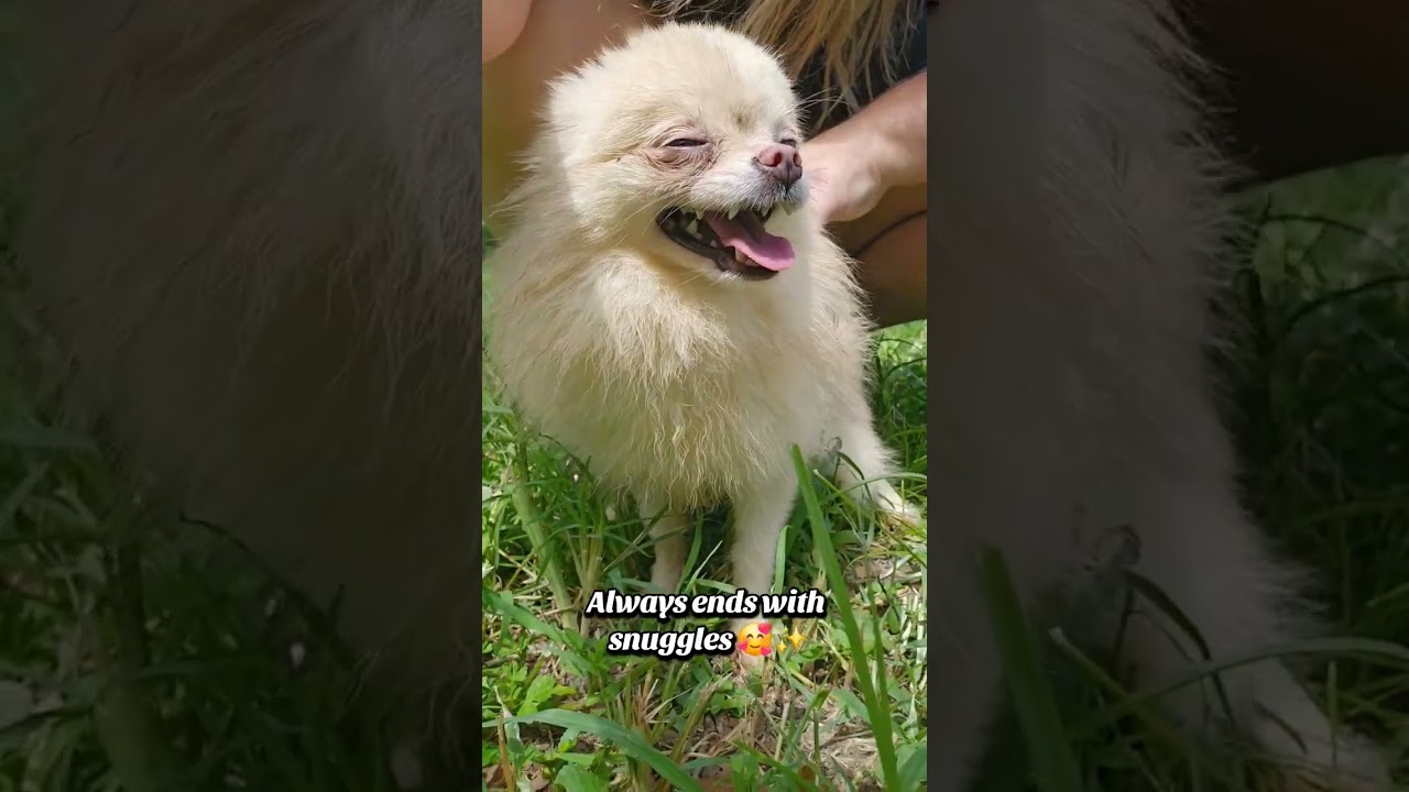 Log-Jump Scare to Cuddle Mode 😍 | Virtue the Cream Merle Pomeranian
