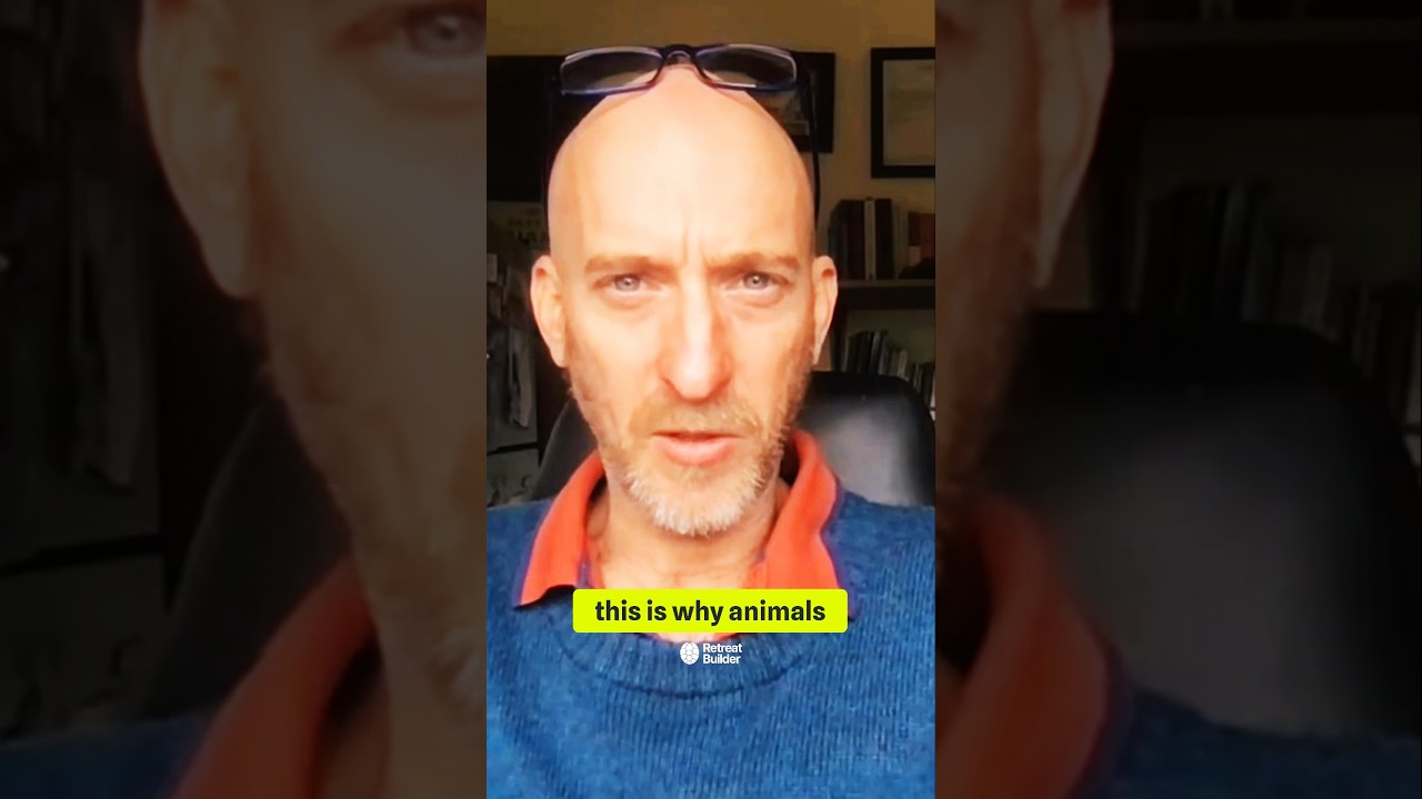 The healing power of animal connection 