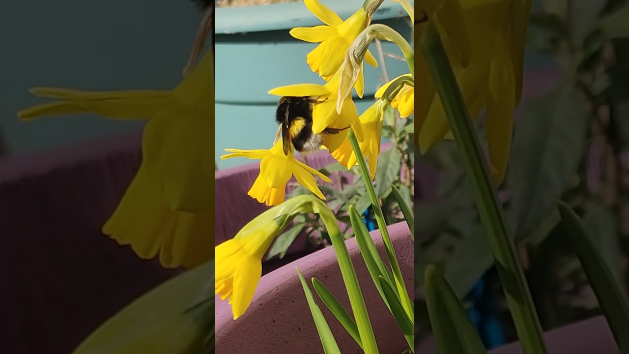 February Bumblebee feeding from Daffodils Northern Ireland