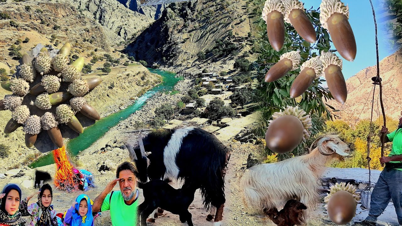 Picking oaks with nomads; a hard but beautiful life in the heart of Iran's pristine nature