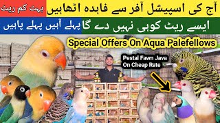 Bohot kam rate ma Deals | Aqua Palefellows , Pestal Fawn Java , Blackface #birdsentertainment