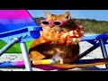 These Cats Rule Summer These Cats Rule Summer