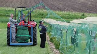 Netting the honeyberries at the West Madison Agricultural Research Station