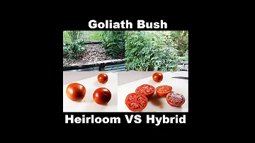Jak vysoké je rajče Bush Goliath?