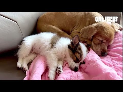 17살 노견이 세상을 무서워하는 어린 강아지에게 가르쳐주고 싶은 것ㅣOld <strong>Dog</strong>&amp;#39;s Lesson To A Puppy Who&amp;#39;s Scared Of Outside <strong>world</strong>