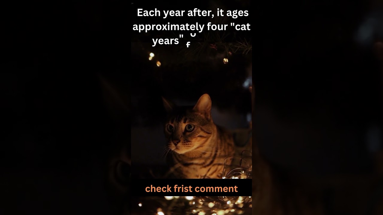 how do cat years work?-The Results Will Surprise You! 