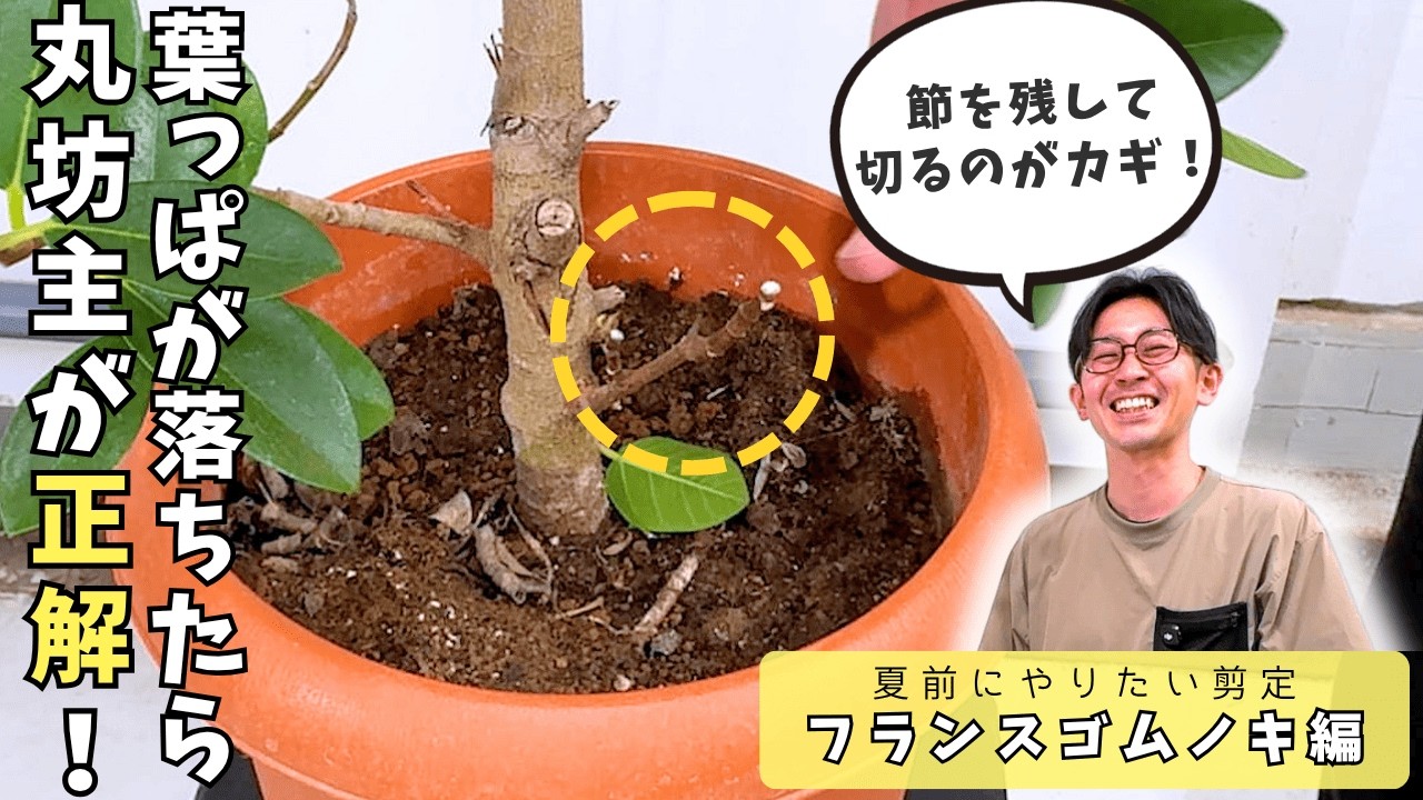 Professional Plant Care] How to Hard Prune Your Ficus Rubiginosa