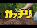 「ガッチリ応援！ガッチリバン」篇　15秒　ニチバン
