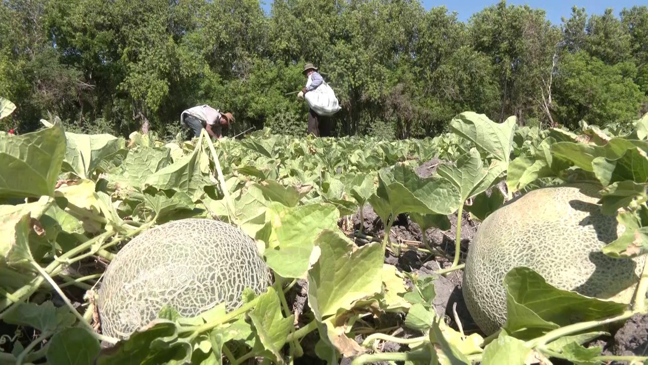 Hechos del Agro - Cosecha de melón