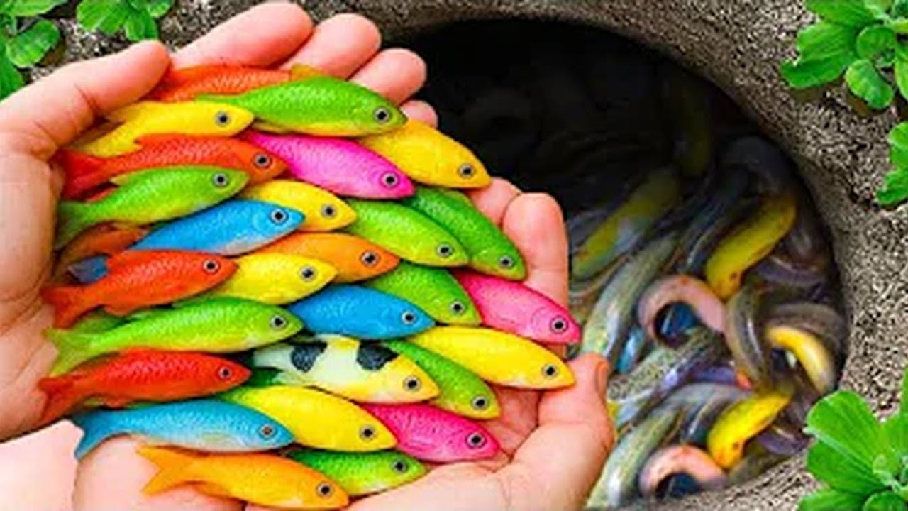 The ULTIMATE Backyard Pond Transformation: Catching Monster Fish & Creating an Aquarium Paradise! 🐠