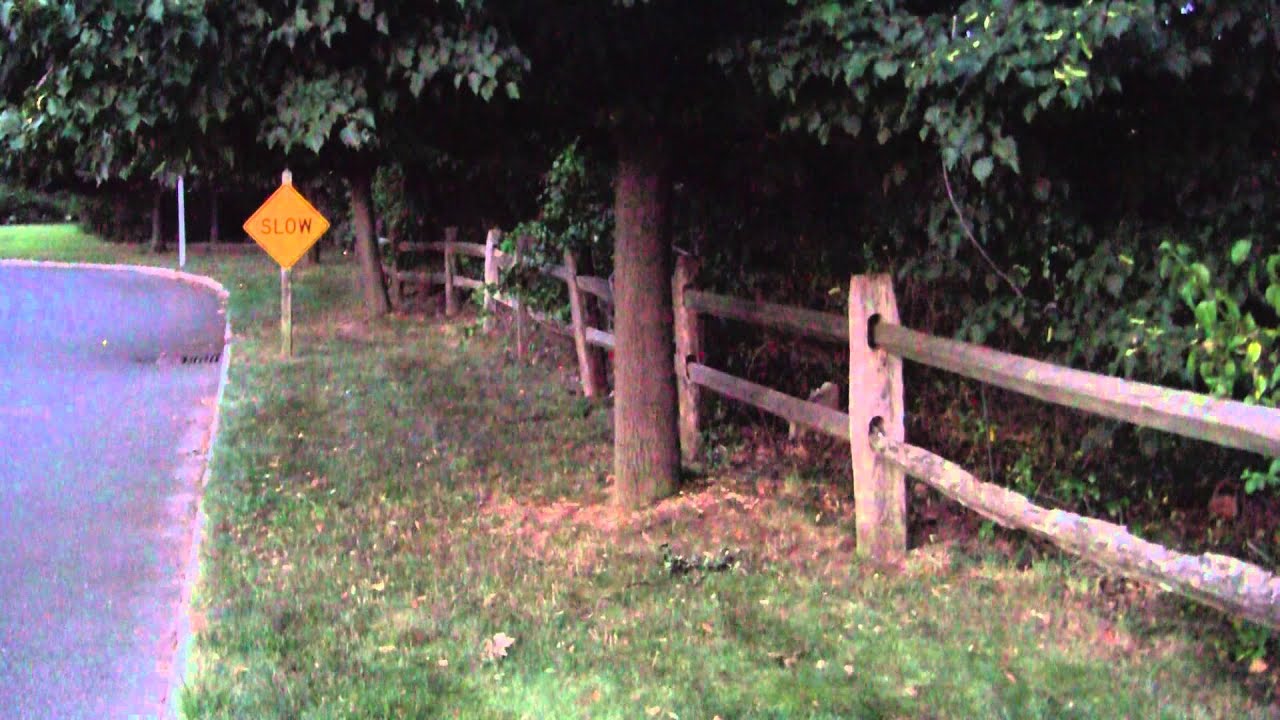 Fireflies in New Jersey July 5, 2012 YouTube