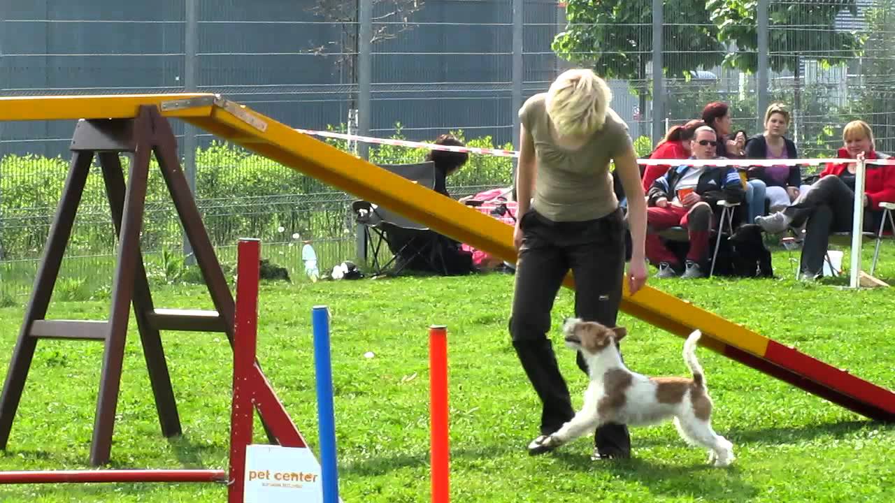 Dada agility Pet centrum 2012
