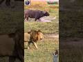 Detik detik mencekam ‼️Singa memburu kerbau liar #animals #lion #buffalo #shorts