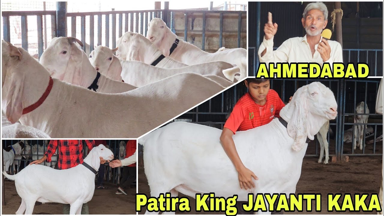 JAYANTI KAKA BEBAK INTERVIEW | CHAMUNDA GOAT FARM | PATIRA KING AHMEDABAD
