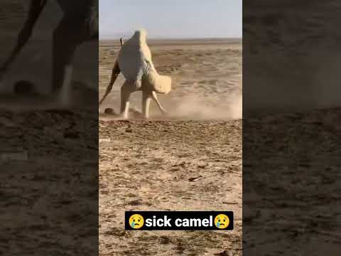 جمل مريض