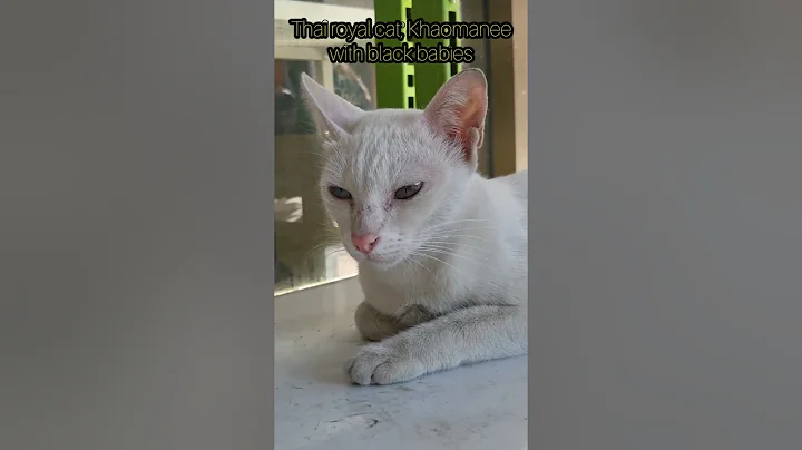 Video 11123961: royal cats, thai cat, black cat