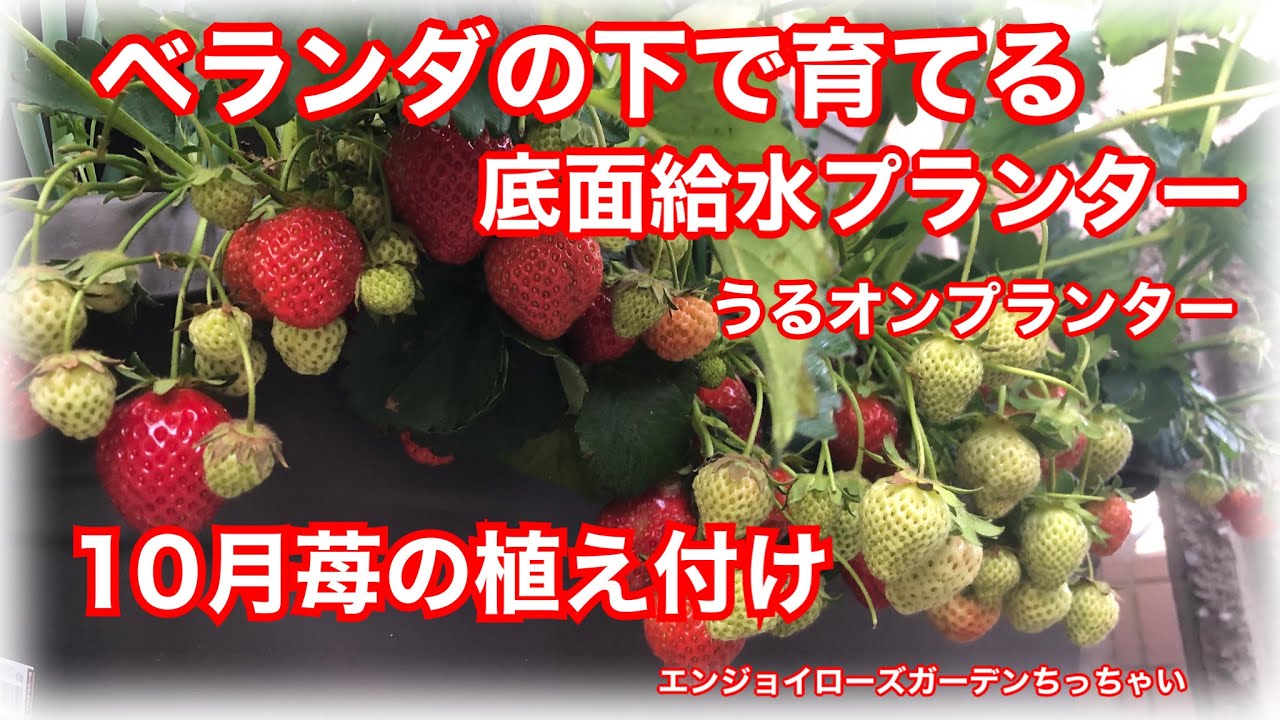 苺priん様オーダーページ Amazon.co.jp: OKURUX [2袋セット] 金城製菓 ミックスゼリー