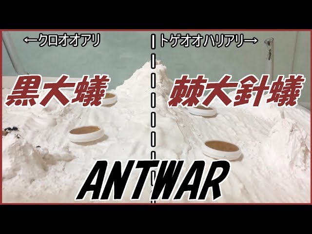 太陽に蟻 蟻戦争＃147 蟻戦争①1日目～ついに開幕～編～ANTWAR day1～ - YouTube