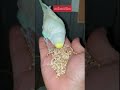 Proof Budgies Are Full of Love 🥺🐦💛 #shorts #viral