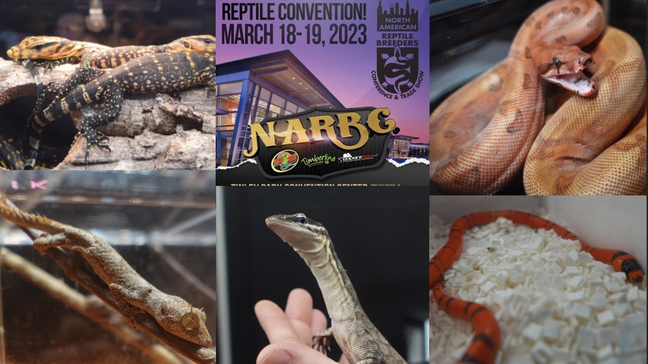 Tinley NARBC Reptile Show March, 2023! YouTube