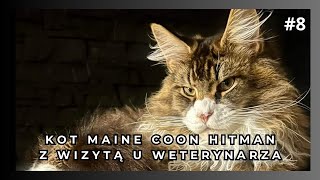 Kot Maine Coon Hitman z wizytą u weterynarza