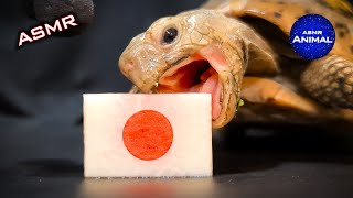 ASMR Mukbang Eating JAPAN 🇯🇵 Turtle Tortoise 134