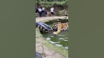 Which is more powerful, a tiger or a python? Who will become food? 😮 #youtubeshorts