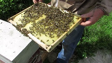 Checking a Nuc before adding a Virgin Queen.