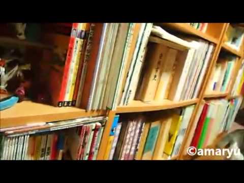 【猫編】見られていると遊びづらい猫