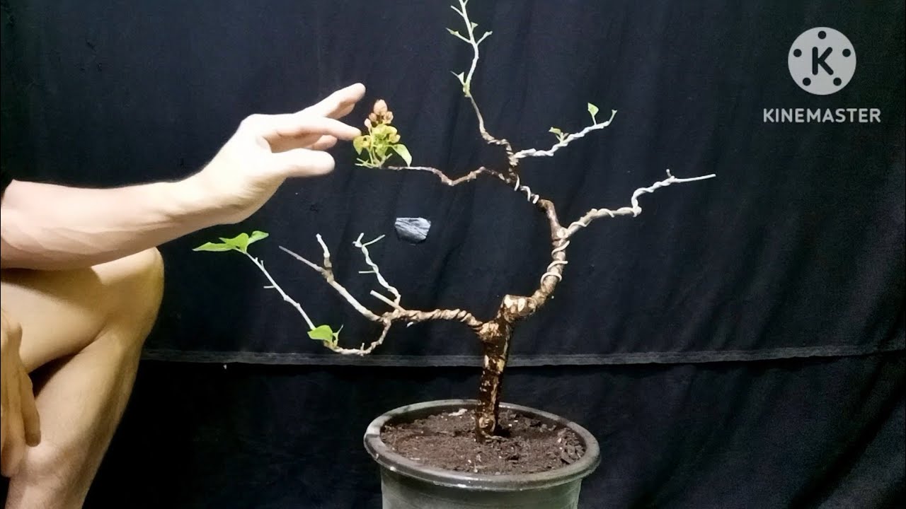 Tahapan Membuat Bonsai Bougenville Gaya Bunjin 🔥