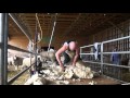 Shearing a big Dorset ewe