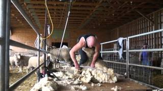 Shearing a big Dorset ewe
