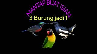 Download Lagu MANTAP!!!! 3 KOMBINASI SUARA BURUNG JADI 1 SANGAT COCOK BUAT MASTERAN MP3
