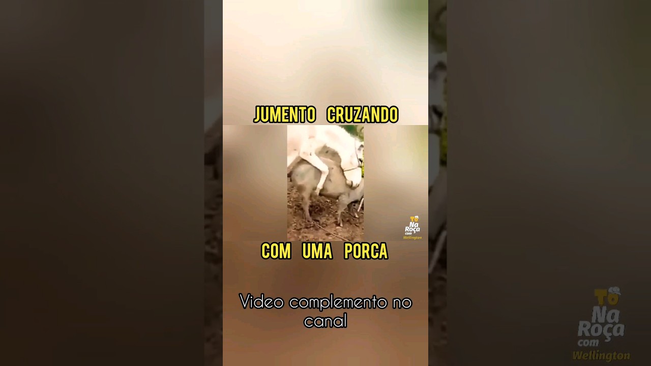 Cachorro cruzando com a porca