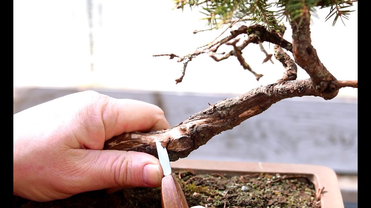 Bird S Nest Spruce Bonsai April 2016 Youtube