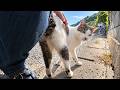 猫島で道路脇の猫をナデナデしたら甘えてスリスリ！すると別の猫までモフられにきた