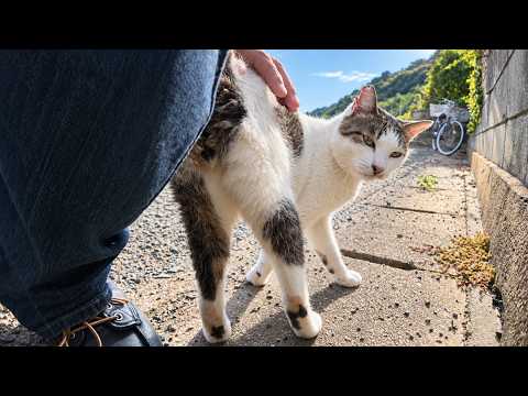 I Gave a Roadside Cat Some NADENADE—Then Another Cat Came Over for Cuddles