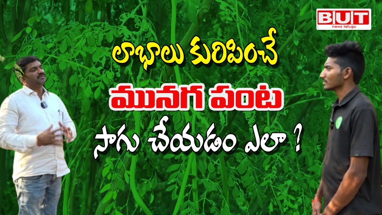 Drumstick |  మునగ సాగుతో సంవత్సరం మొత్తం  ఆదాయం |  How to Cultivate Drumstick | But News Telugu