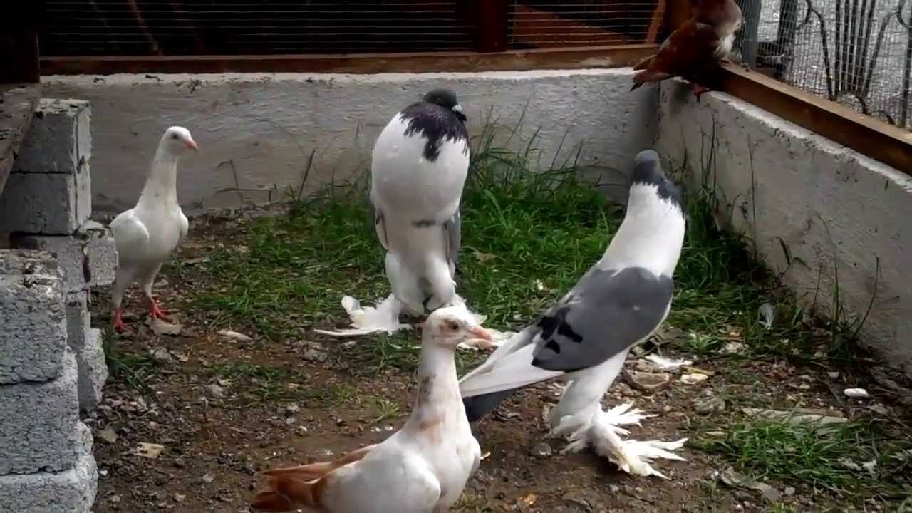 Bavarian Pouter & young Zitterhall Pigeons