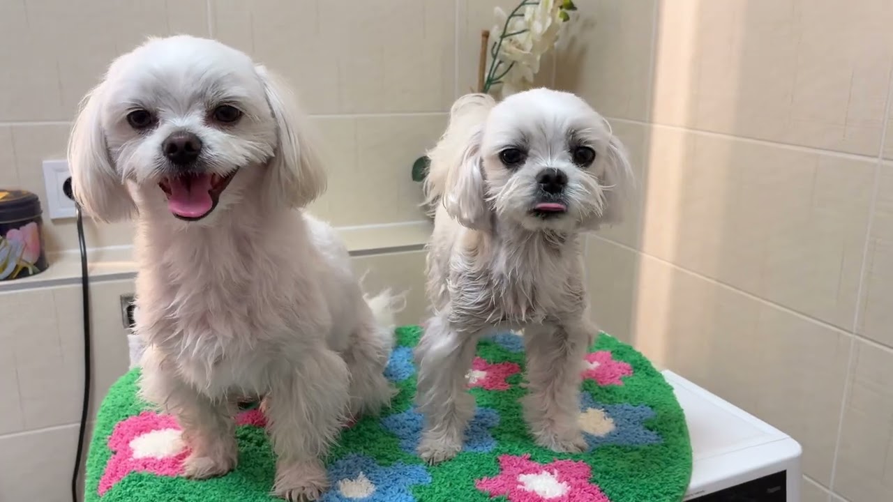 Maltese Puppy is THE Cure for Boredom