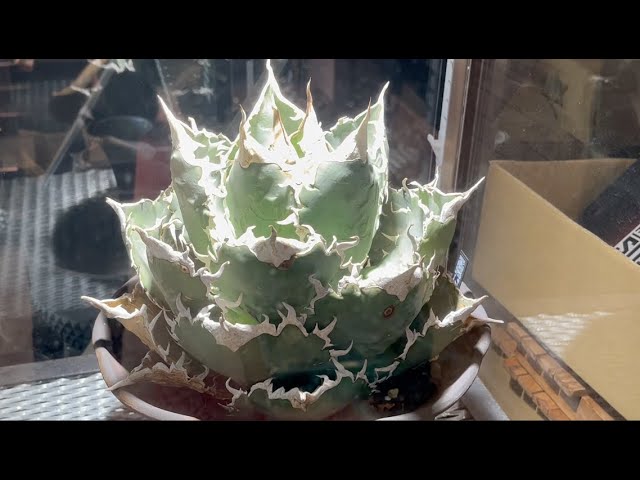 mt. Fuji plantsさんお店紹介 〜後編〜 #アガベ実店舗紹介 - YouTube