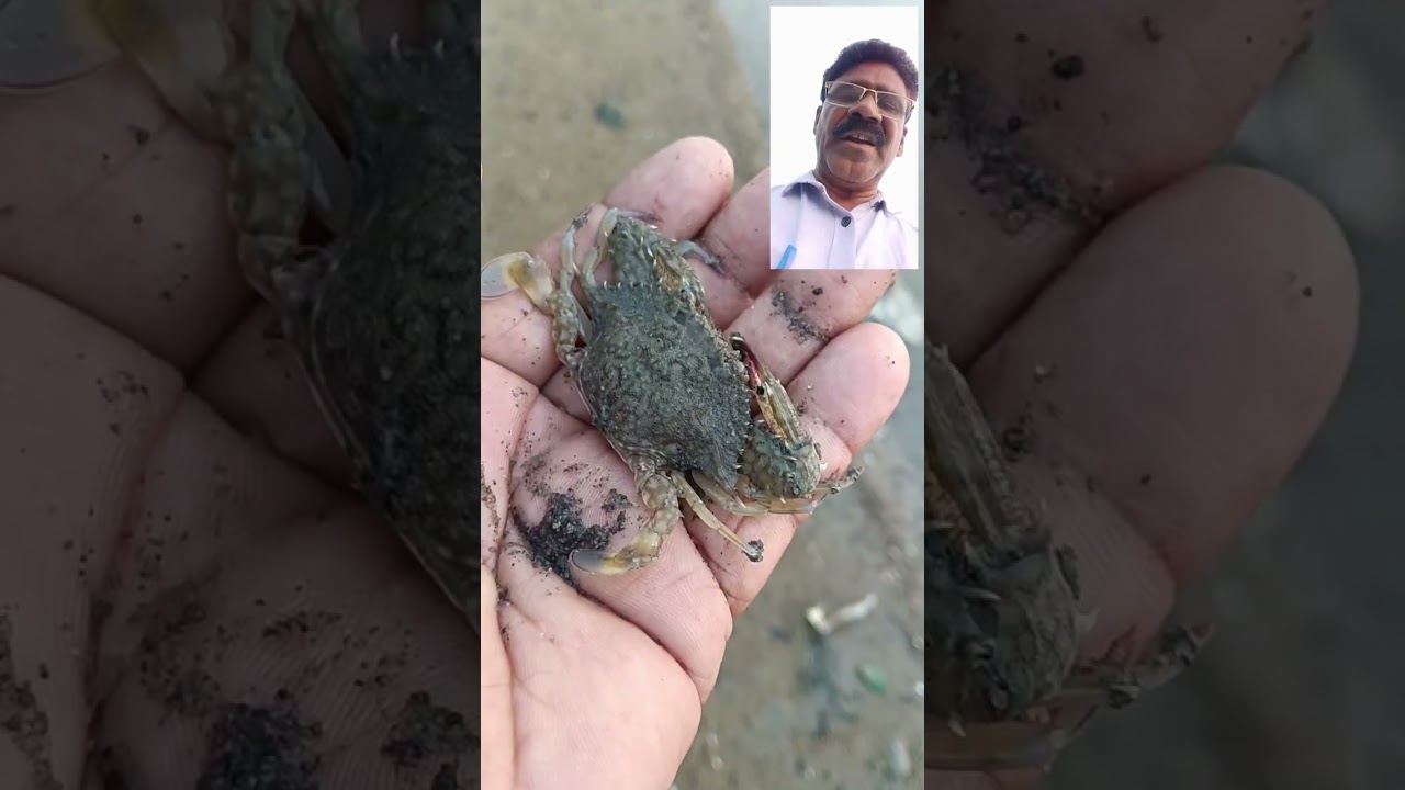 சிறுவர்களுக்கு மிகவும் பிடித்த நண்டு ஊட்டச்சத்து நிறைந்தது