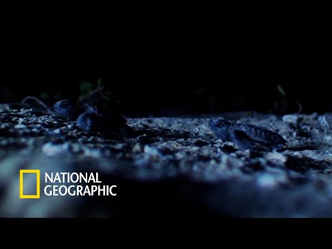 생존 확률 천분의 일, 바다를 향해 나선 새끼 바다거북